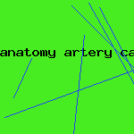 anatomy artery carotid